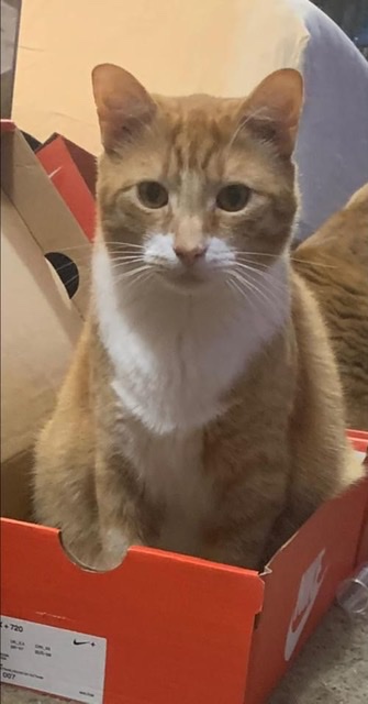 Image of Twitch, Lost Cat