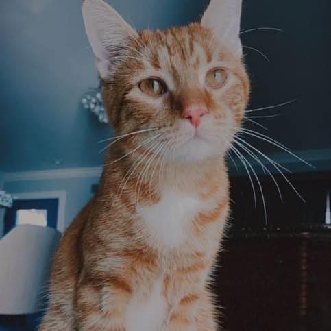 Image of Shiloh, Lost Cat