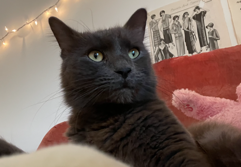Image of Oliver, Found Cat