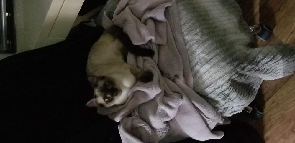 Image of Gizmo , Lost Cat