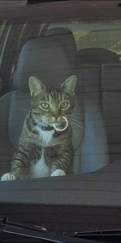 Image of Woodrow, Lost Cat