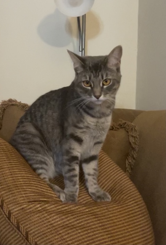 Image of Chelsea, Lost Cat