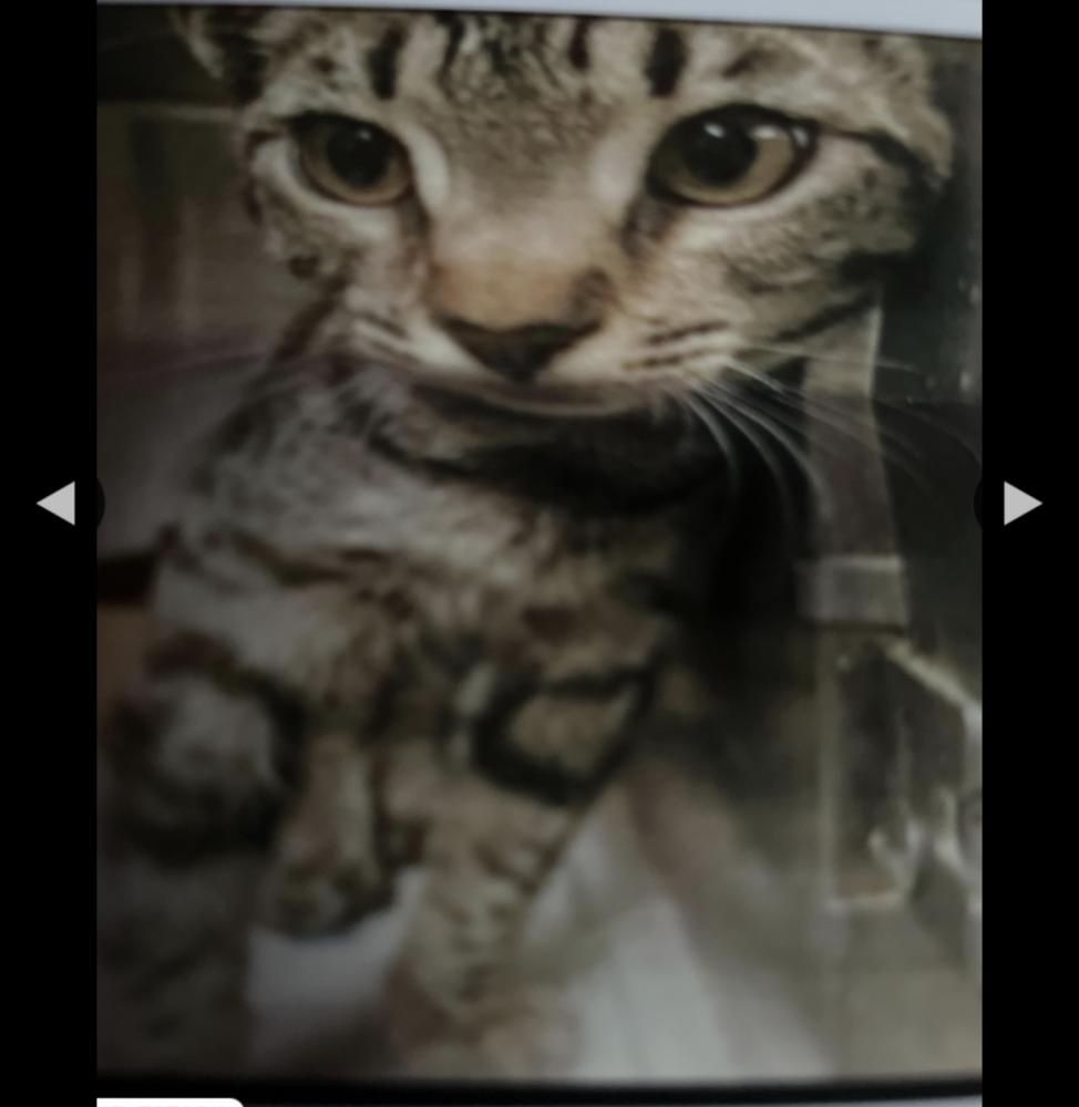 Image of Tigar, Lost Cat