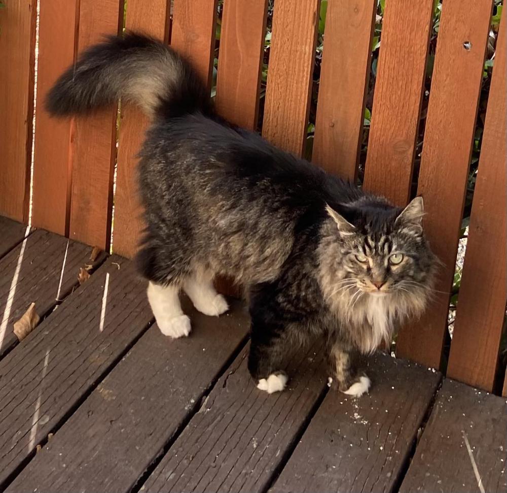 Image of Frankie, Lost Cat
