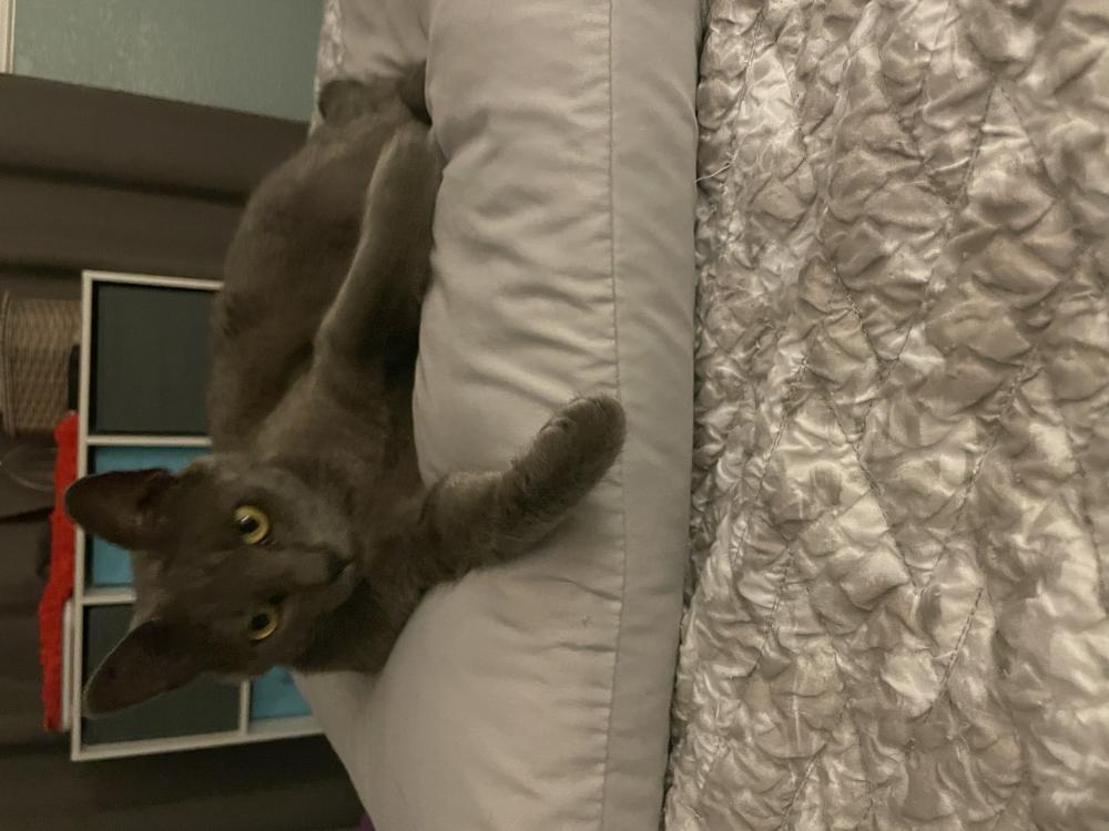 Image of Chocolate, Lost Cat