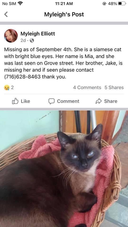 Image of Mia, Lost Cat