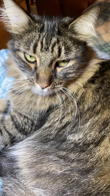 Image of Basil, Lost Cat