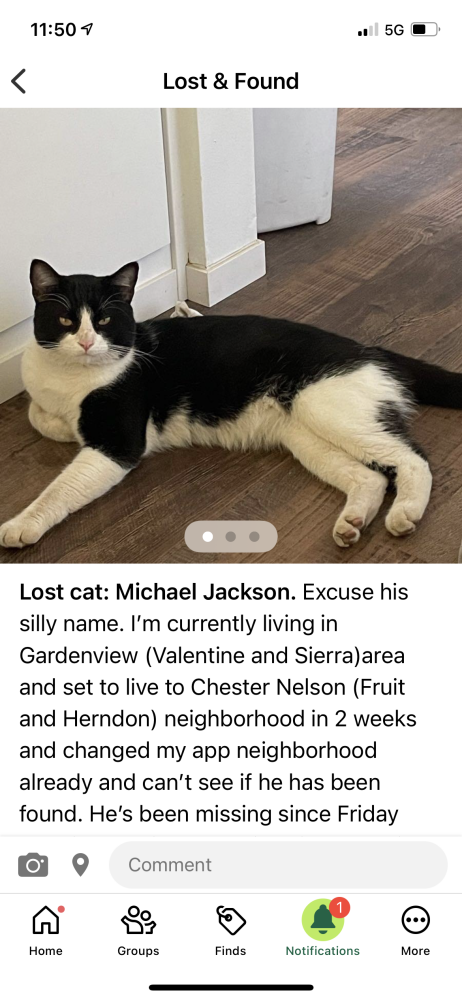 Image of Michael Jackson, Lost Cat