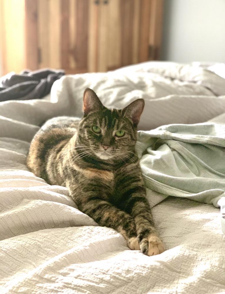 Image of Harlow, Lost Cat