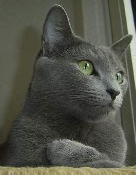 Image of Gracie ,dark grey, Lost Cat
