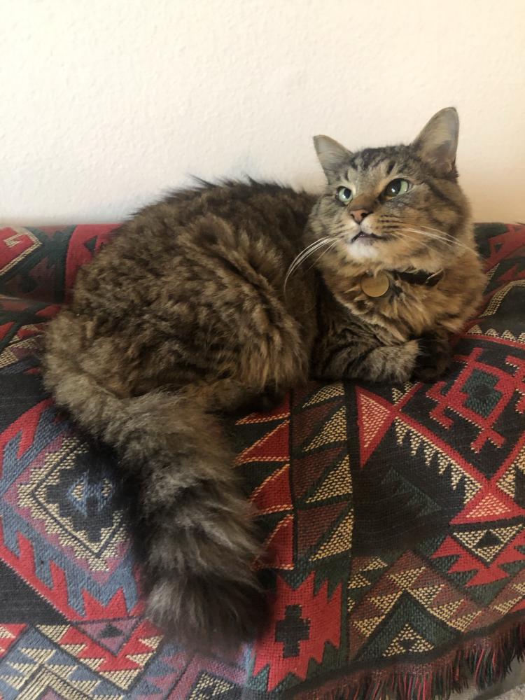 Image of Klimt, Lost Cat