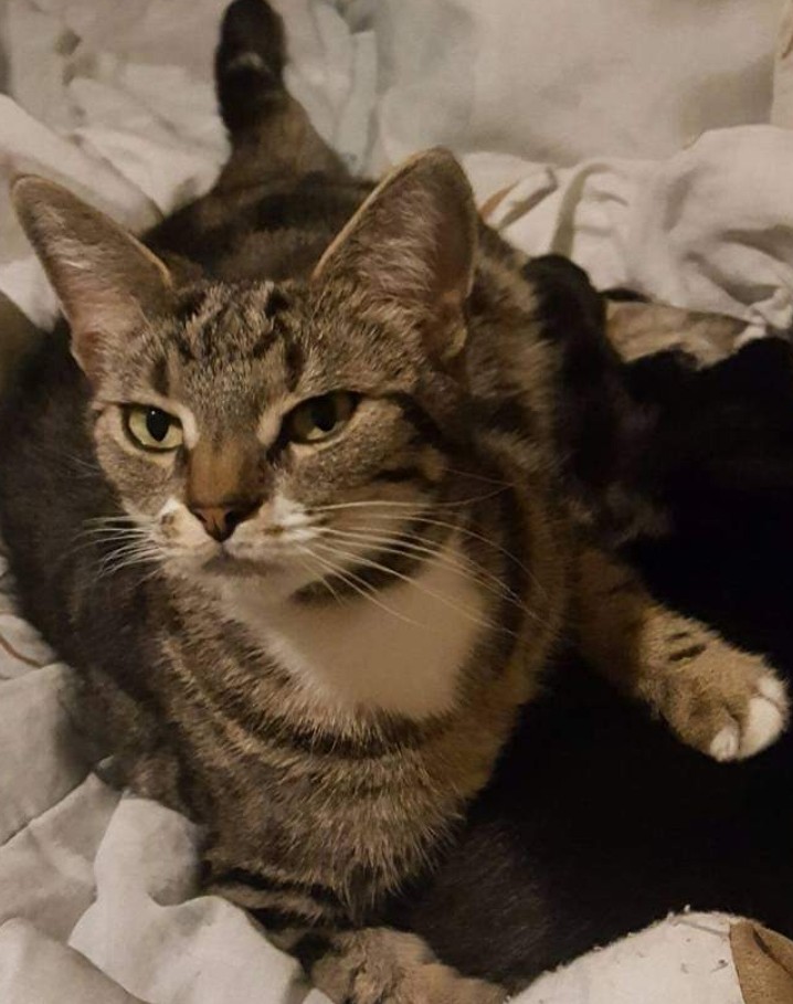 Image of Mama kitty, Lost Cat