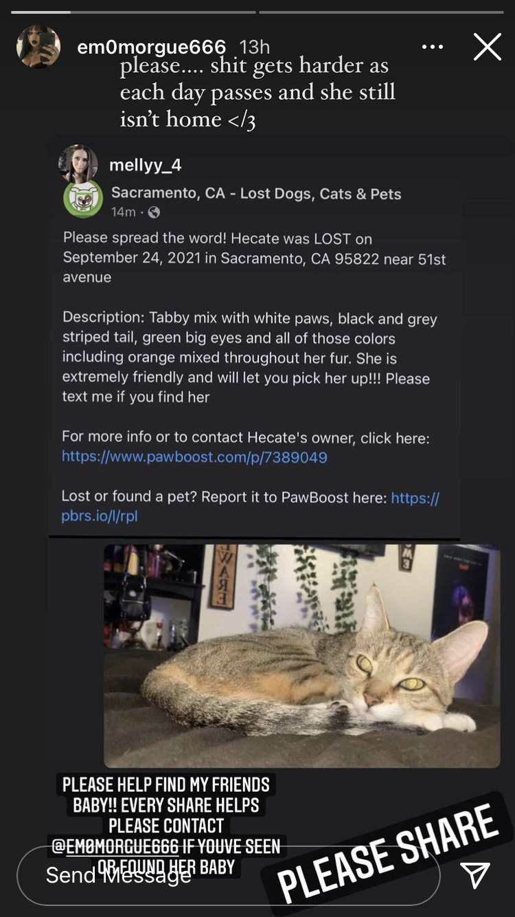 Image of Hecate, Lost Cat