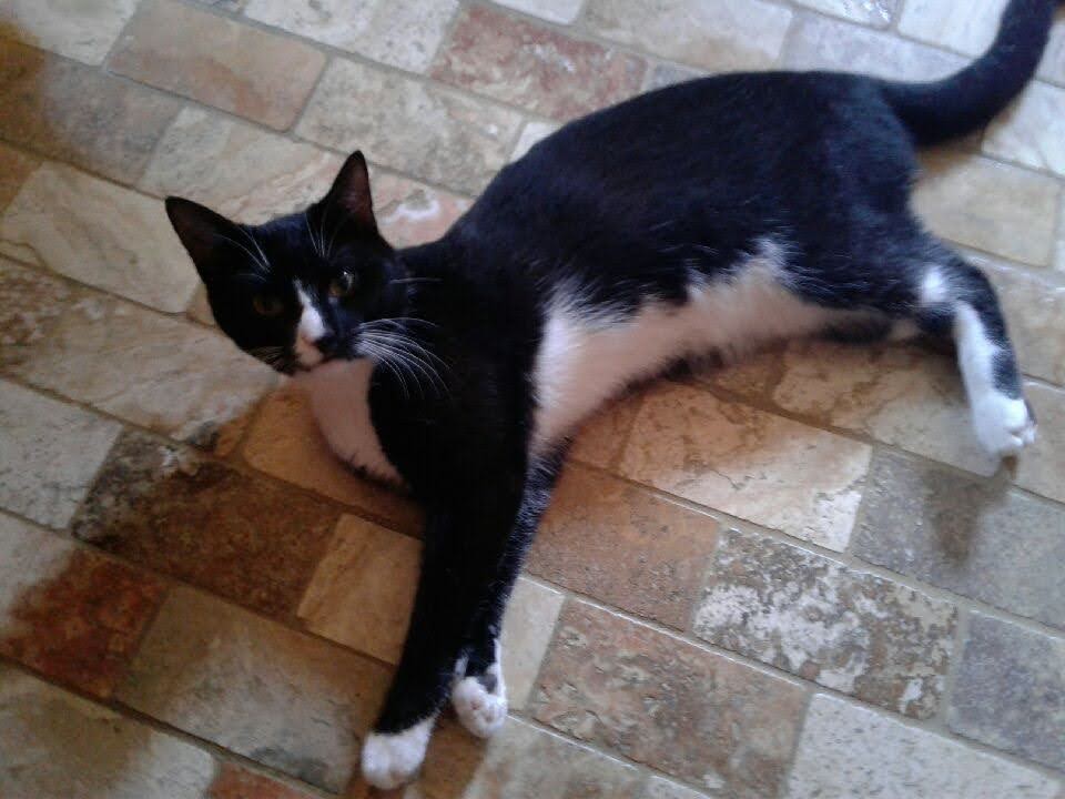 Image of Kozmo, Lost Cat