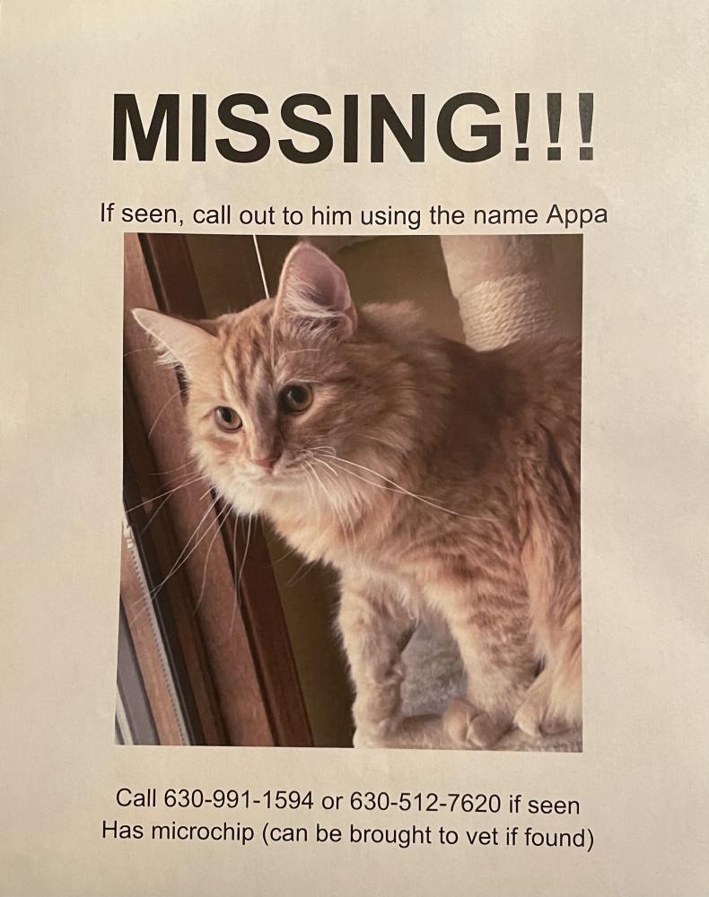 Image of Appa, Lost Cat