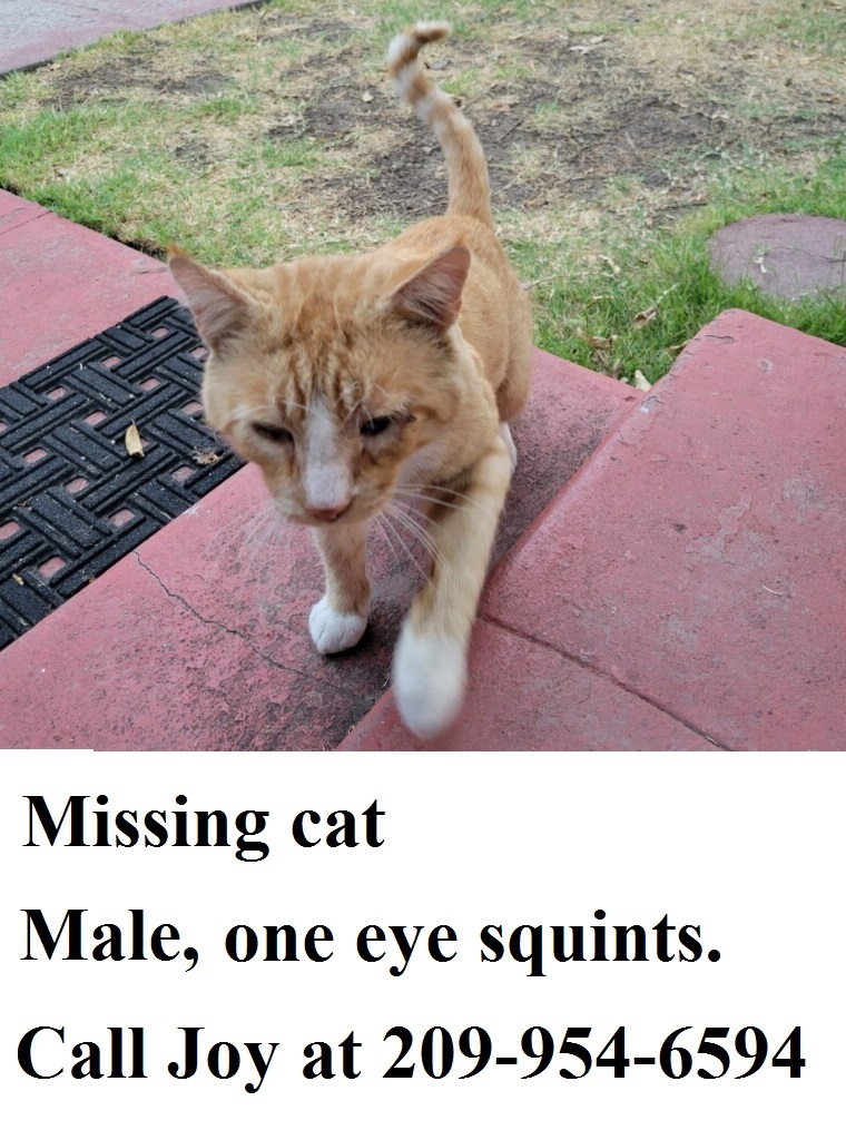 Image of Red/Charlie/Orangy, Lost Cat