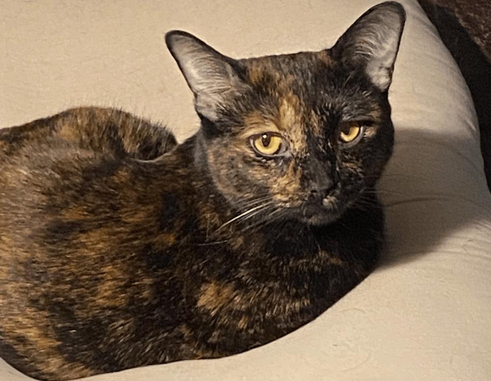 Image of Eclipse, Lost Cat