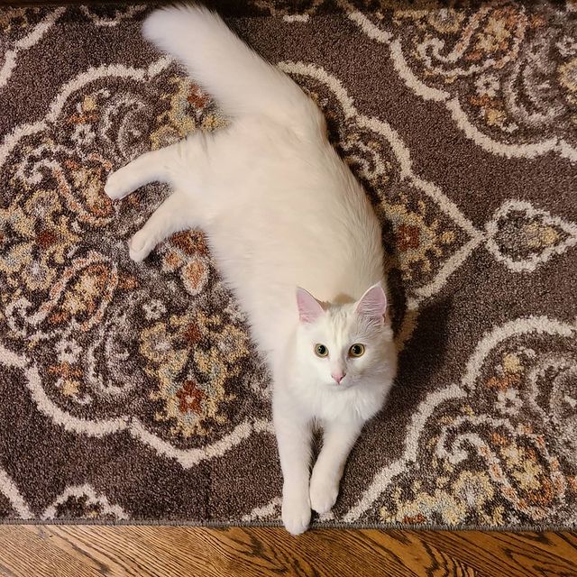 Image of Beatrix, Lost Cat
