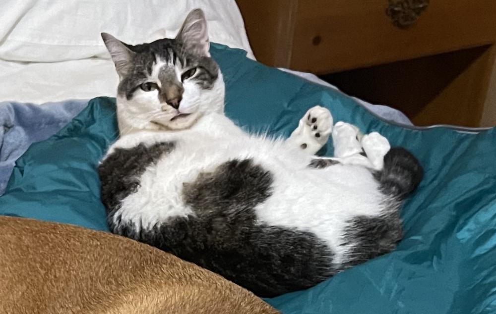 Image of Spanky, Lost Cat