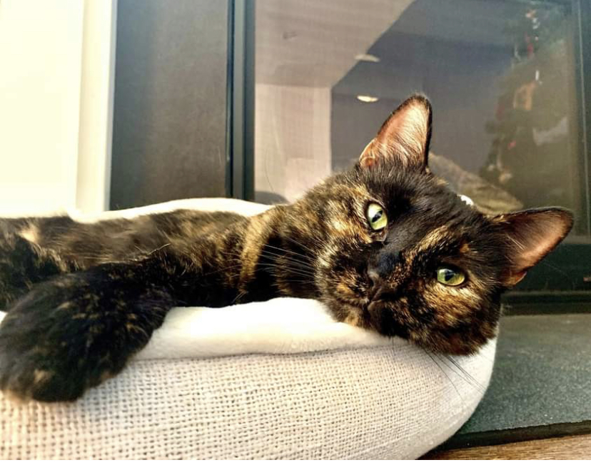 Image of Frida, Lost Cat