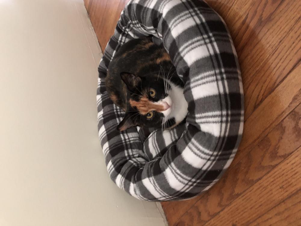 Image of Pippi, Lost Cat