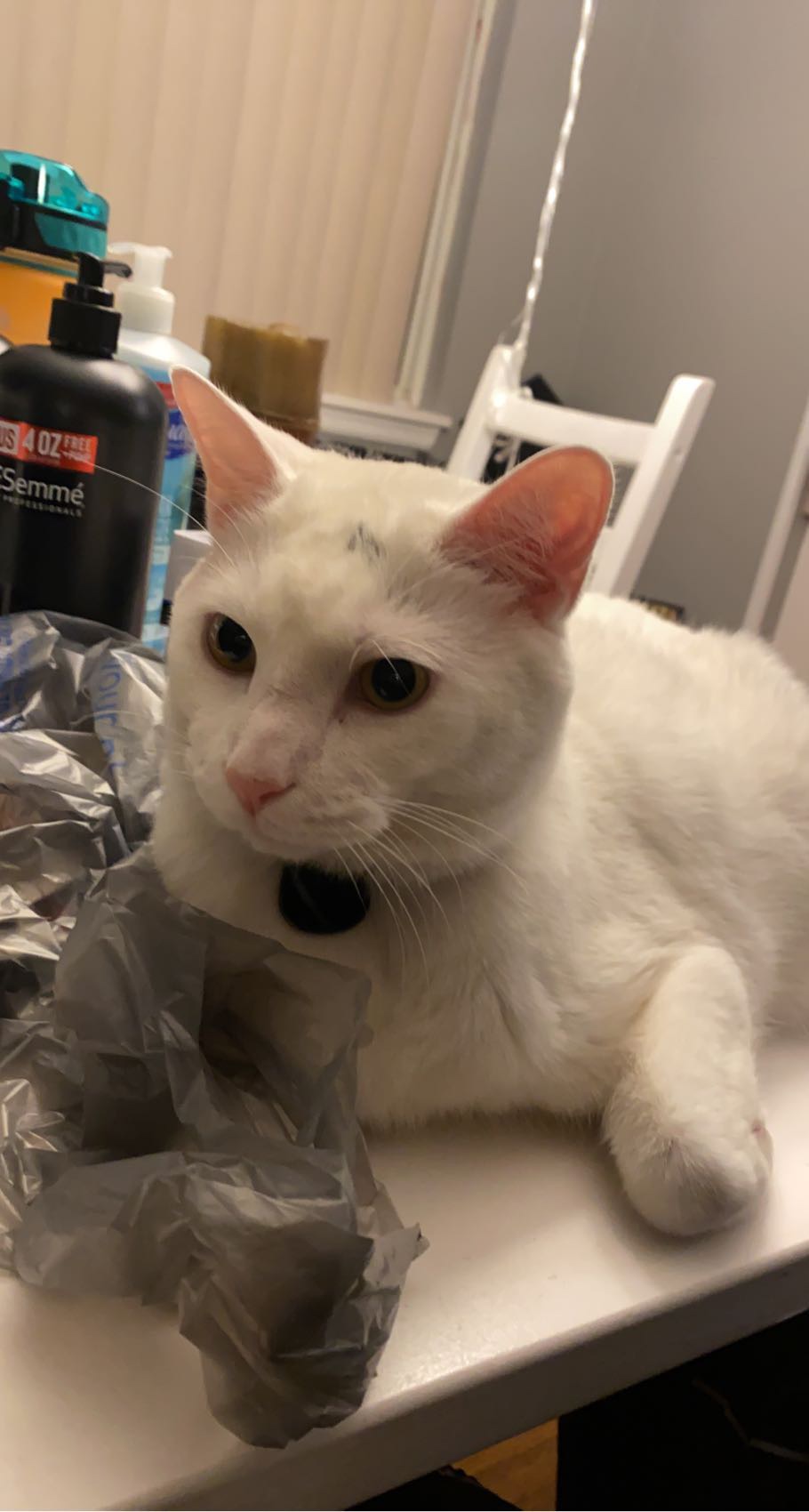 Image of Max, Found Cat
