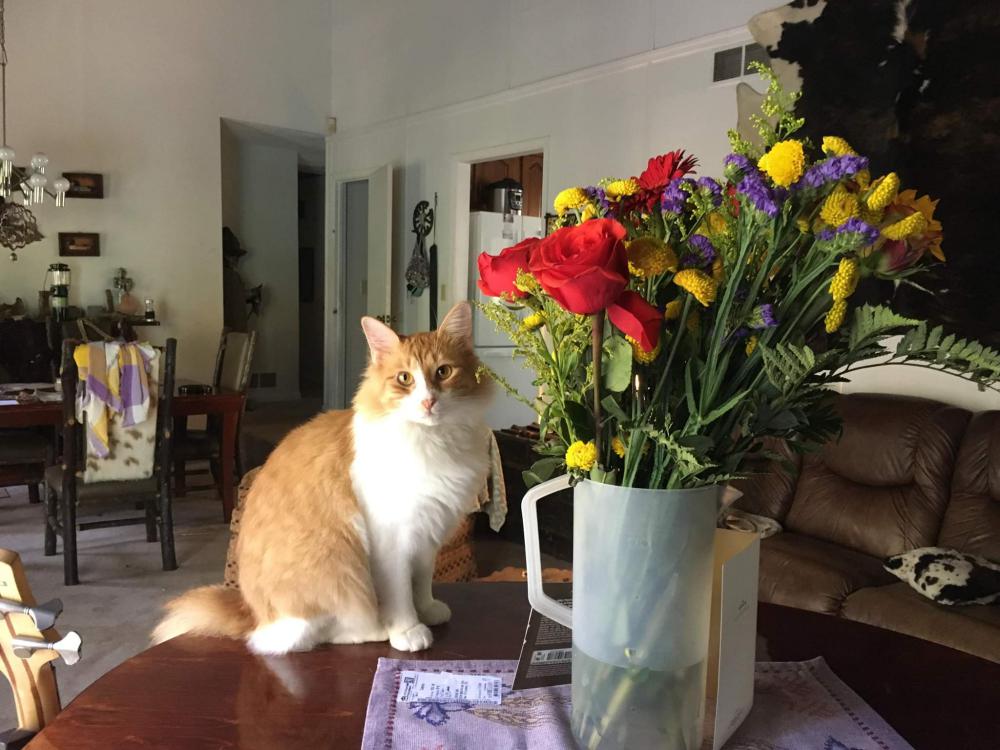 Image of Butterscotch, Lost Cat