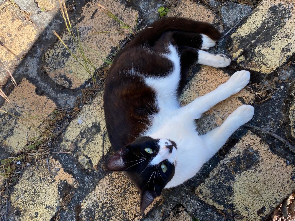 Image of Davina, Lost Cat