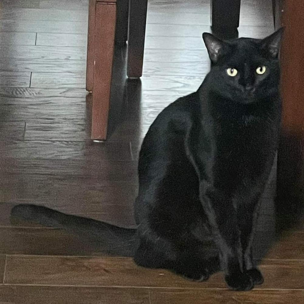 Image of Prince Orson, Lost Cat