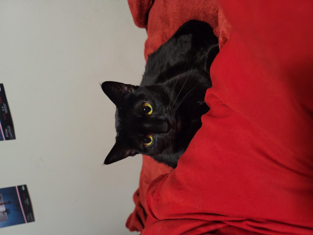 Image of Lilith, Lost Cat