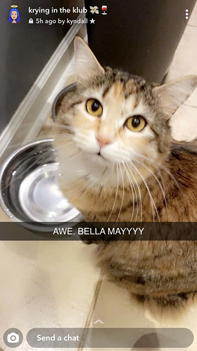 Image of Bella-may, Lost Cat