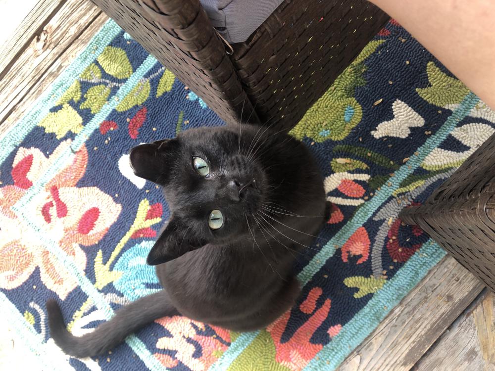 Image of Keith, Lost Cat