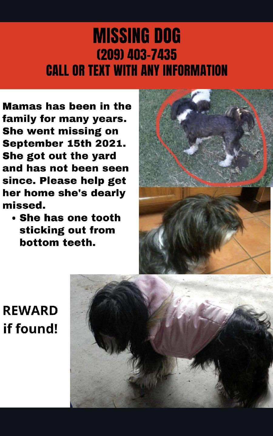 Image of Mamas, Lost Dog