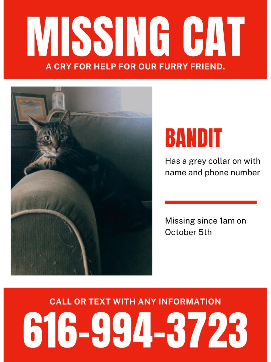 Image of Bandit, Lost Cat