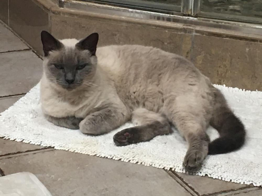 Image of Christian, Lost Cat