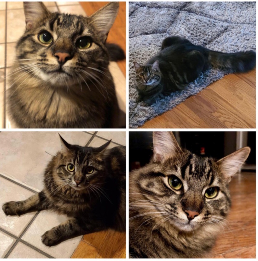 Image of Louie, Lost Cat