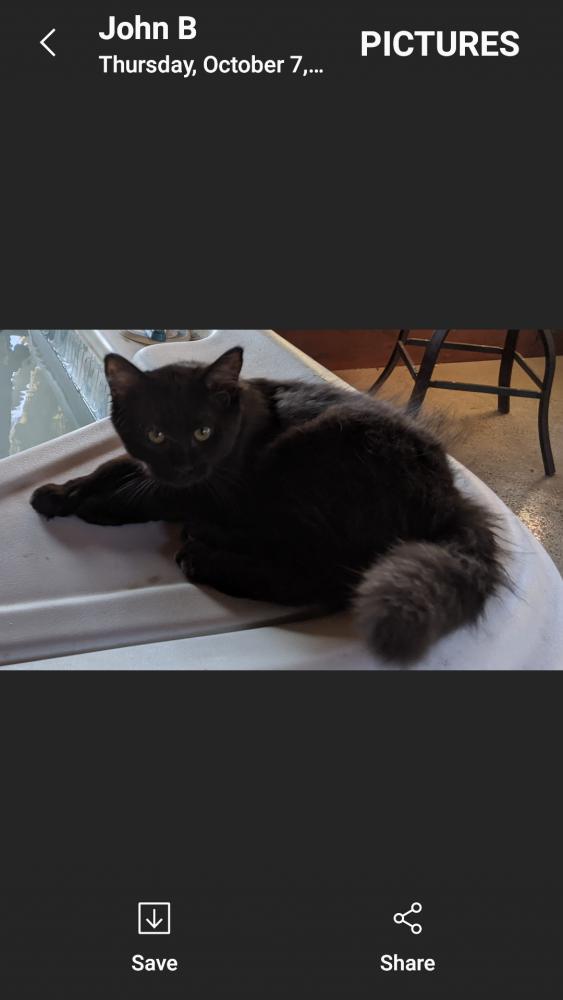 Image of Pepper, Lost Cat