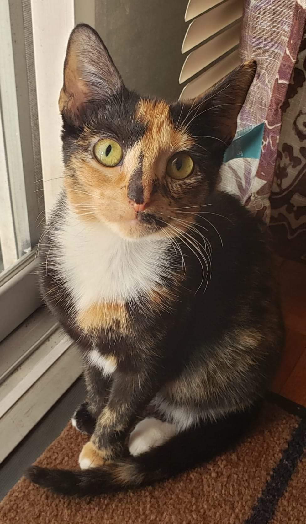 Image of Yhivi (Eve-ie), Lost Cat