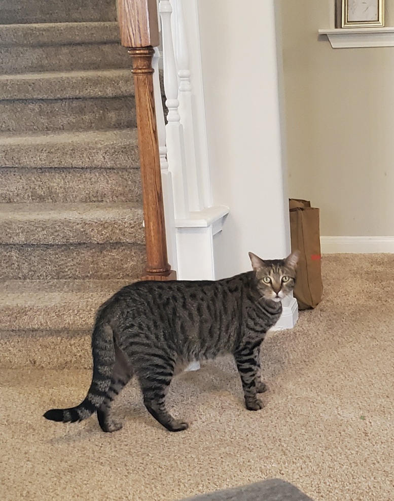 Image of Henry, Lost Cat