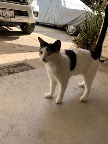 Image of Tach, Lost Cat