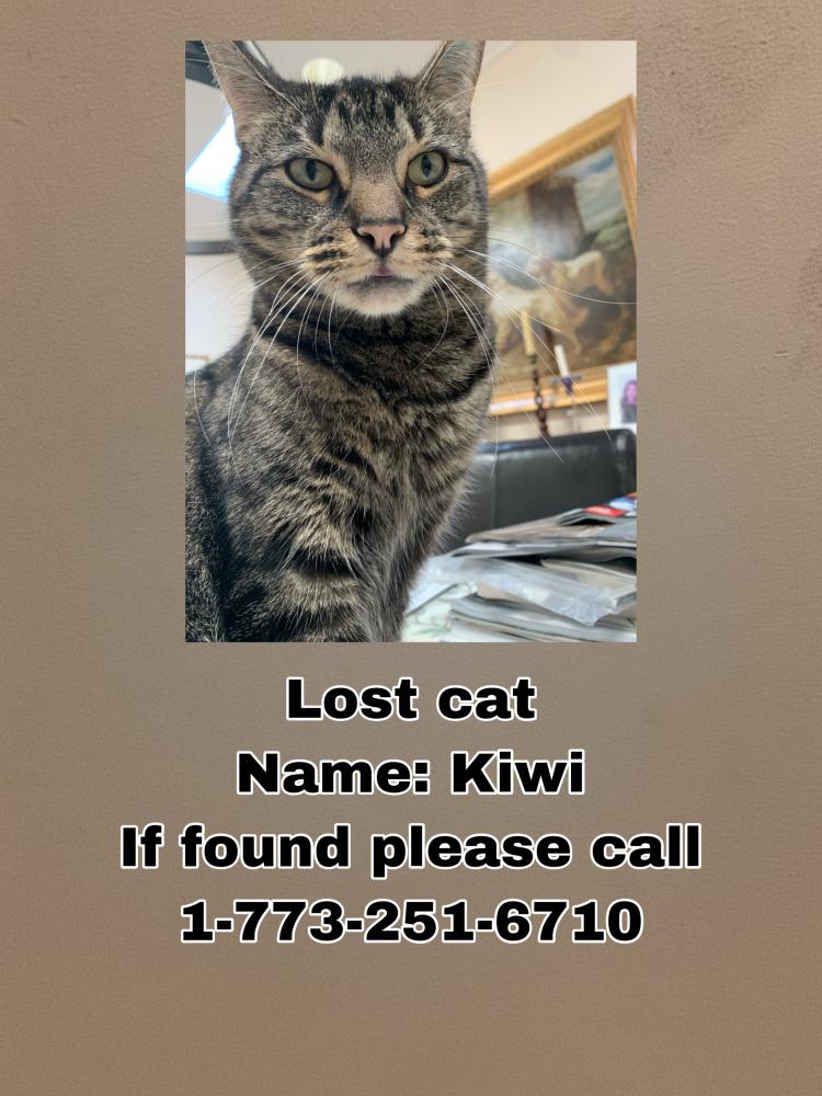 Image of Kiwi, Lost Cat