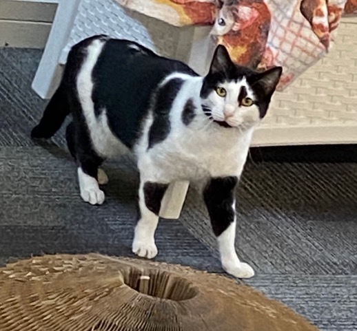 Image of Pongo, Lost Cat