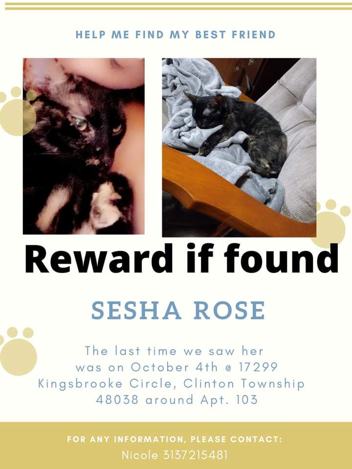 Image of Sesha rose, Lost Cat