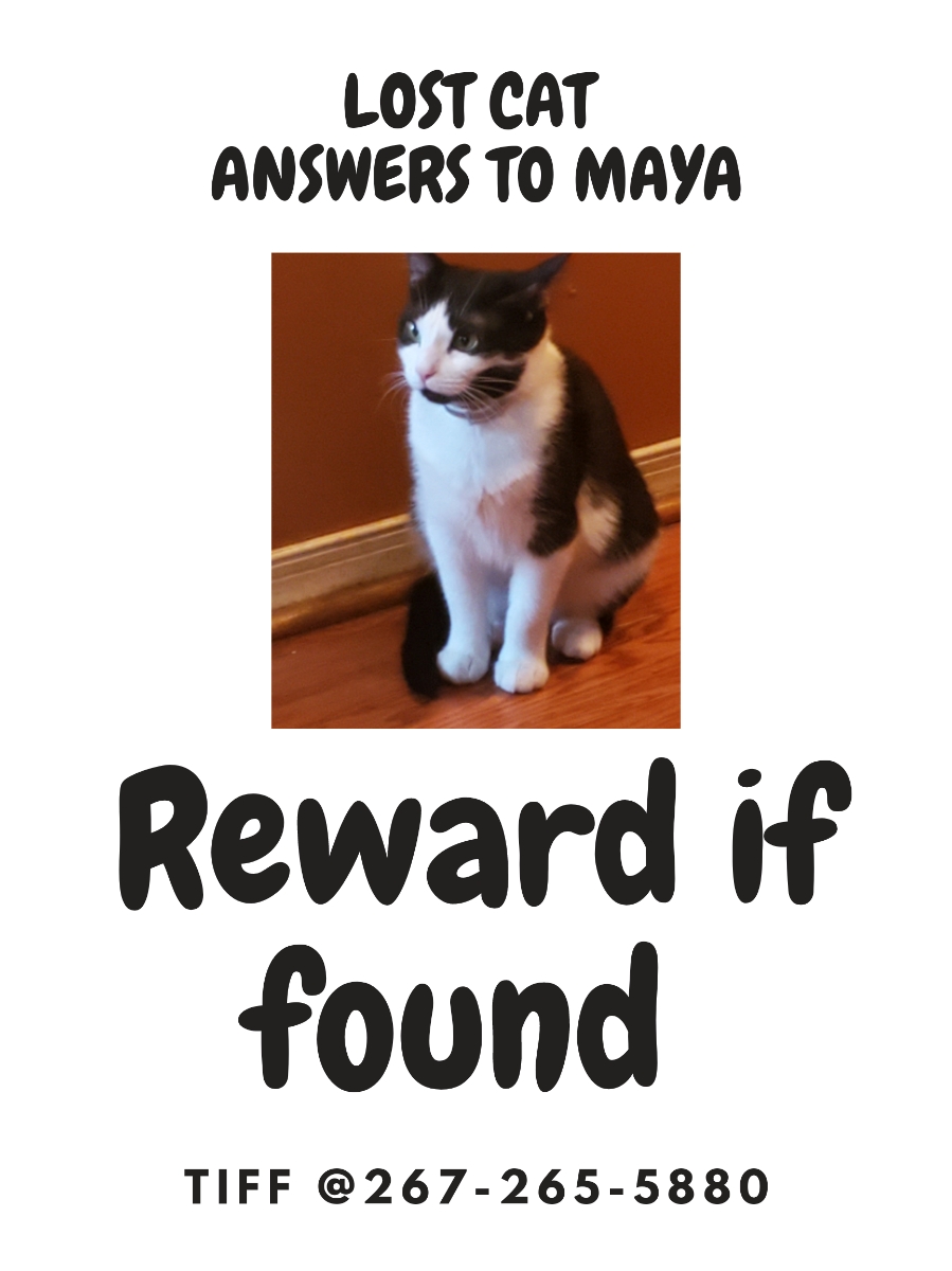 Image of Maya, Lost Cat