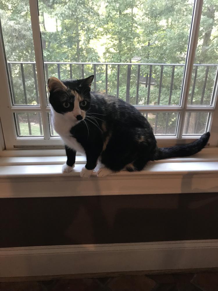 Image of Ms. Wallace, Lost Cat