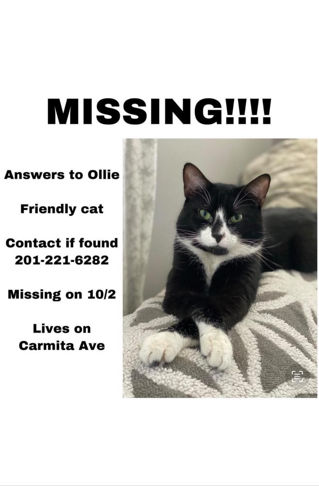 Image of Oliver (Ollie), Found Cat
