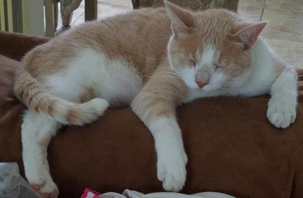 Image of Gus, Lost Cat