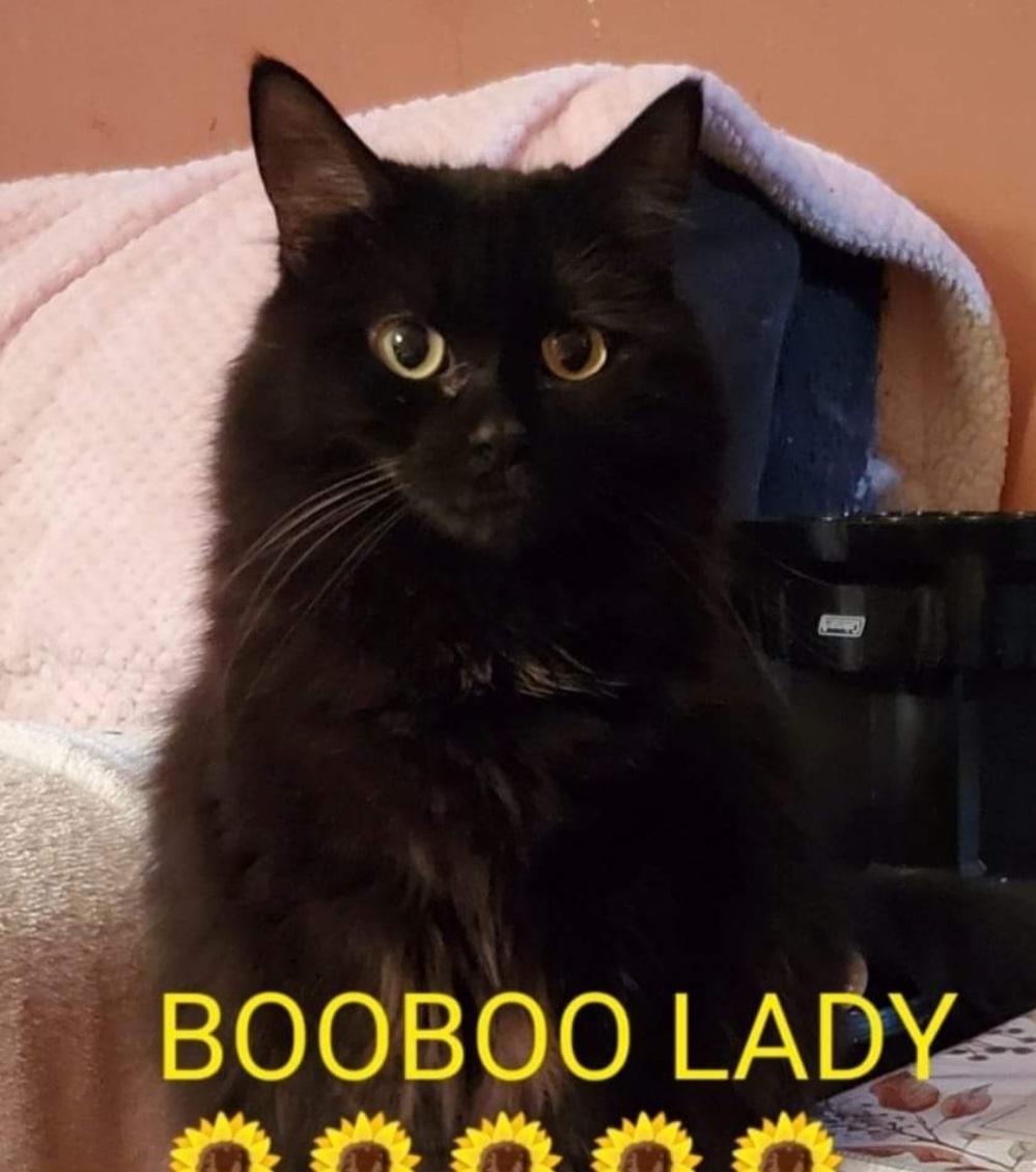 Image of BOO BOO LADY, Lost Cat