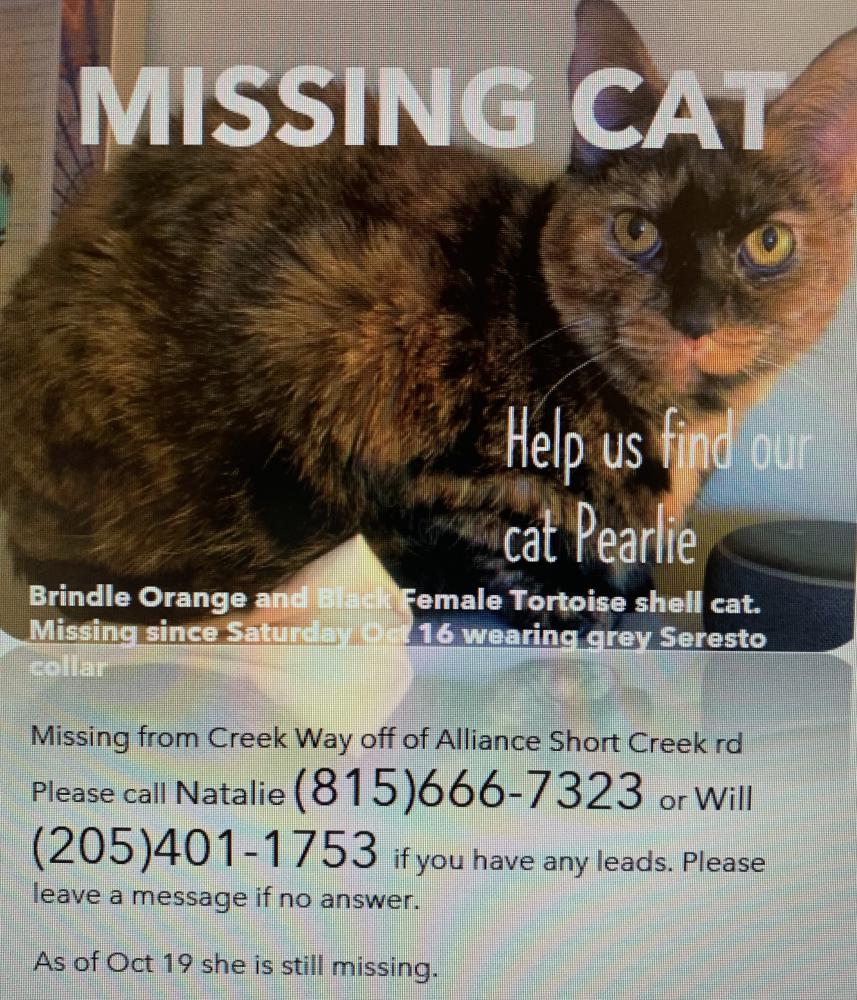 Image of Pearlie, Lost Cat