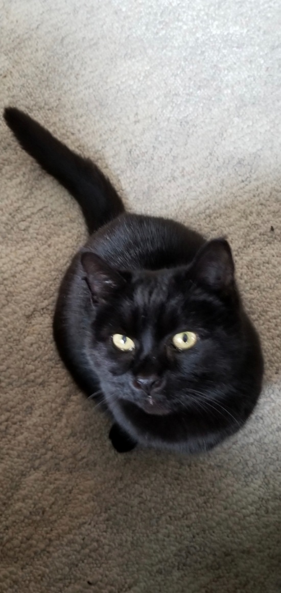 Image of Betty, Lost Cat